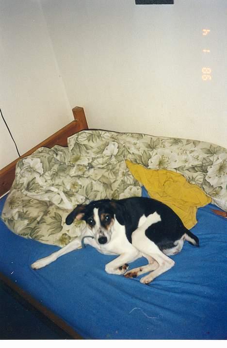 Blanding af racer Molly(DØD) - Her ligger jeg i Henrik´s seng og slapper af billede 7