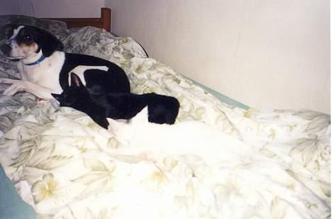 Blanding af racer Molly(DØD) - Her ligger jeg sammen med Muggi(hvid) og Katja(sort) billede 8