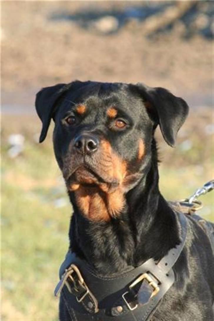 Rottweiler *Nala*  R.I.P. billede 6