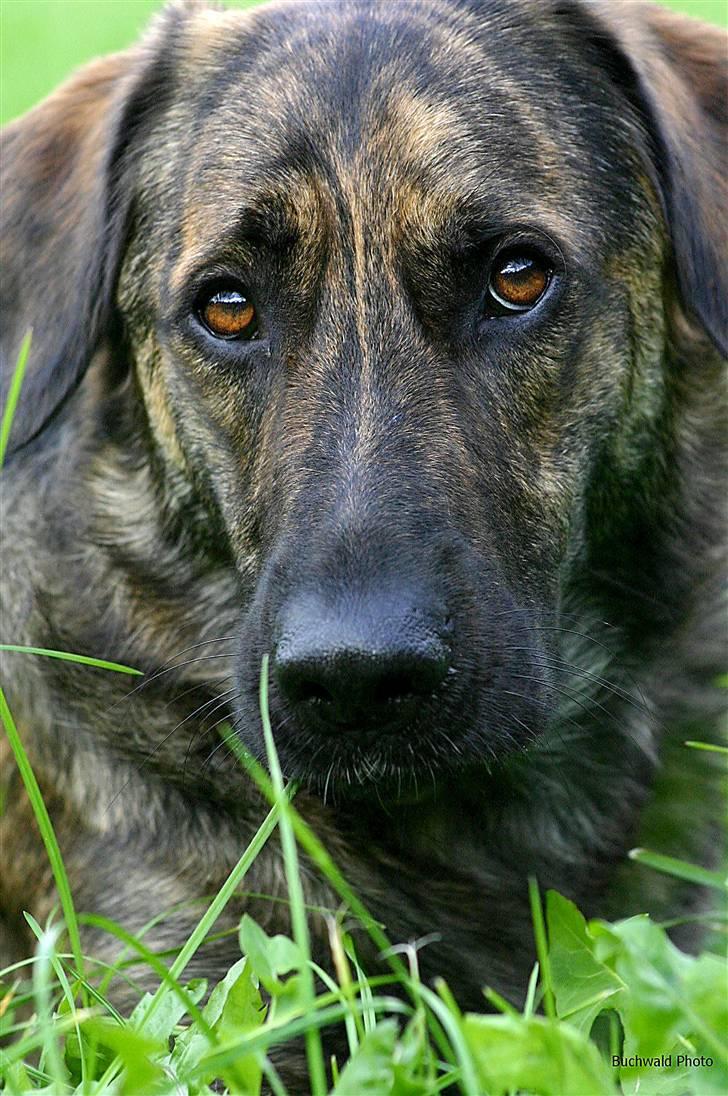 Blanding af racer Columbo "Oh, there's just - Af *Skiilotte*  - Jeg er heeeelt uskyldig billede 15