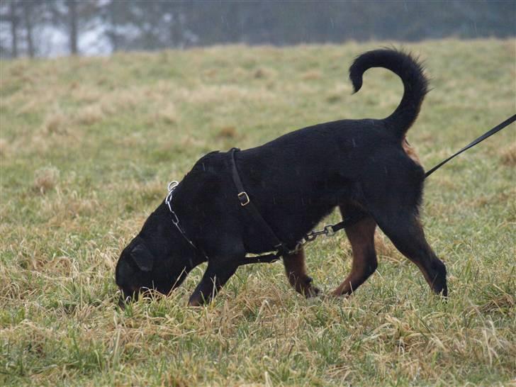 Rottweiler *Nala*  R.I.P. - På sporkursus med Henrik Neumann billede 7