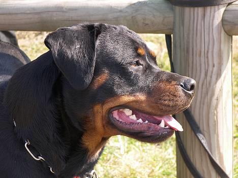 Rottweiler *Nala*  R.I.P. billede 8