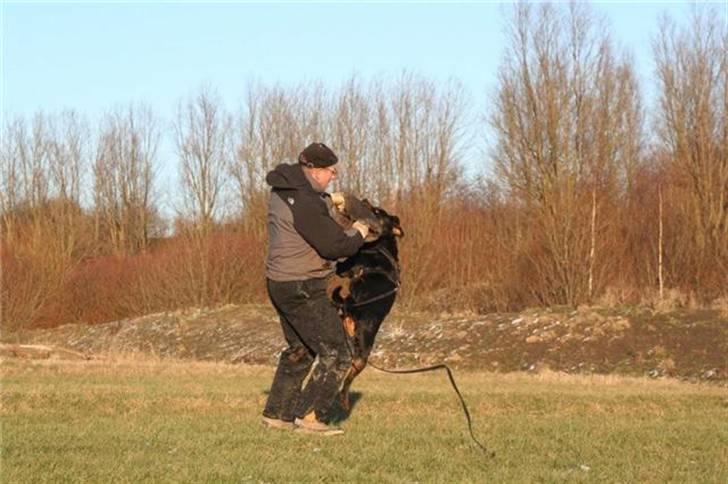 Rottweiler *Nala*  R.I.P. - Kim leger lidt med Nala billede 9