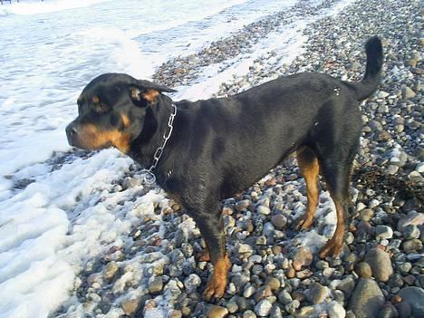 Rottweiler *Nala*  R.I.P. - På stranden med Moar. Føj hvor det blæster... billede 10