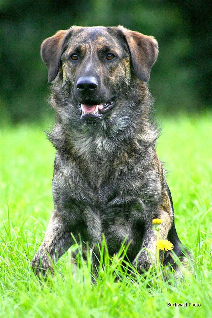 Blanding af racer Columbo "Oh, there's just - Af *Skiilotte*  - En to tre - SPRING billede 16