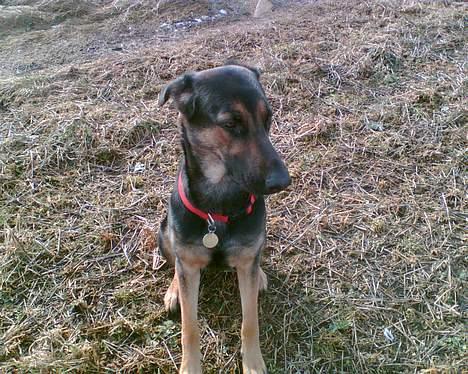 Blanding af racer Maggie - Maggie en af de første dage vi havde hende. her er hun 1½ år ca. billede 1