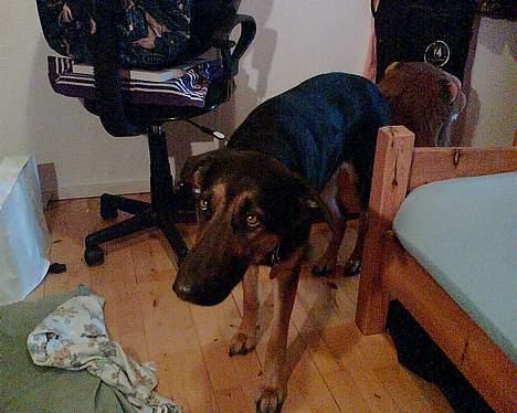 Blanding af racer Maggie - Maggie efter en måned. her er hun lige fyldt 2 år billede 2