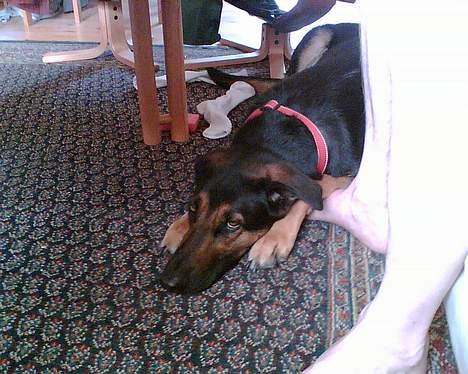 Blanding af racer Maggie - Maggie dagen før hun truede mig med angreb.Idag er hun død  *07.06.06* billede 3