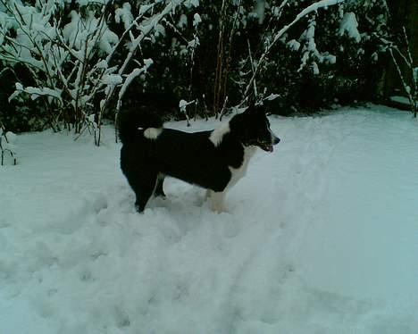 Karelsk bjørnehund Kan trace Tender touch - Skønt bjørnrhunde-vejr!  :-) billede 8