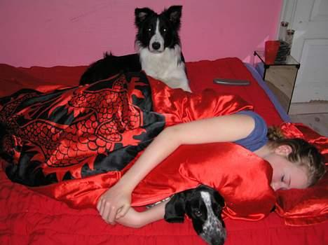 Blanding af racer Pasha - Ligger og sover med min ejer og lillebror Tarco billede 16