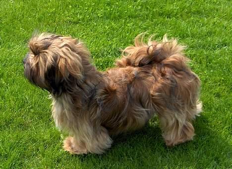 Lhasa apso Fu-kao Zombie (Balou) - er jeg ikke blevet stor billede 6