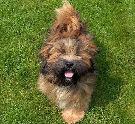 Lhasa apso Fu-kao Zombie (Balou) - HE HE jeg er en rigtig frækket  billede 7