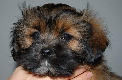 Lhasa apso Fu-kao Zombie (Balou) - her er han kun 10 uger billede 8