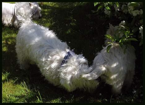 West highland white terrier TRIMMEKURSUS d. 4. juni  billede 2