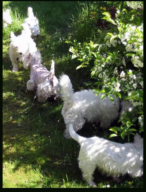 West highland white terrier TRIMMEKURSUS d. 4. juni  billede 3