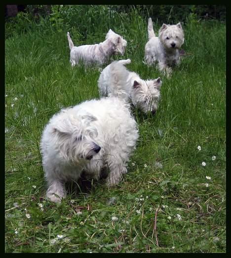 West highland white terrier TRIMMEKURSUS d. 4. juni  billede 7