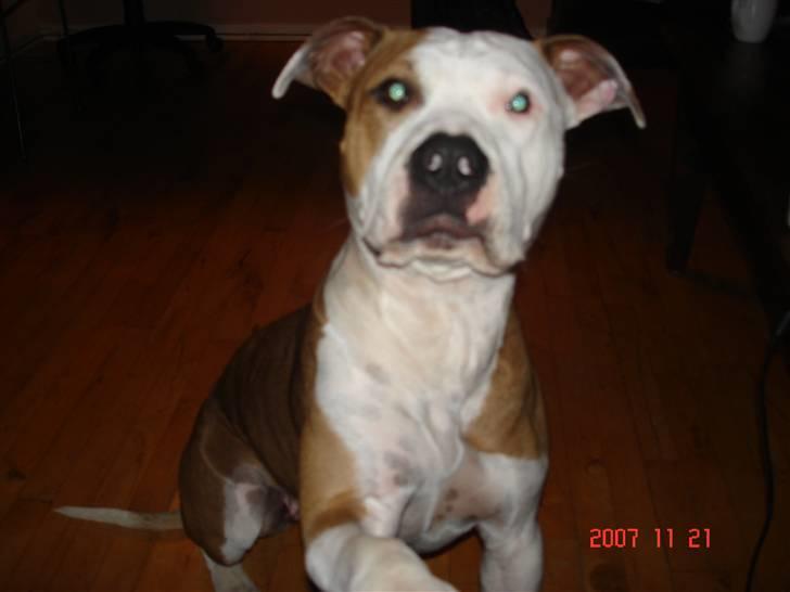 Amerikansk staffordshire terrier Kida(Desværre bortkommet) - Sagde du noget mor??? billede 1