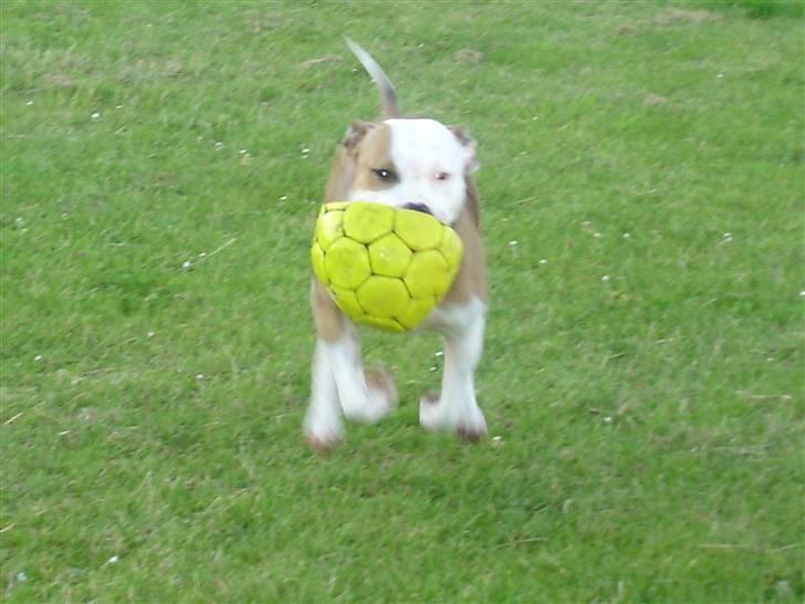 Amerikansk staffordshire terrier Kida(Desværre bortkommet) - I fuld galop billede 2