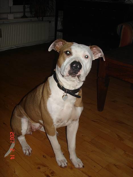 Amerikansk staffordshire terrier Kida(Desværre bortkommet) billede 3