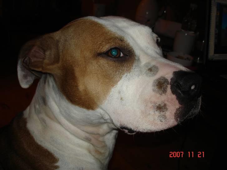 Amerikansk staffordshire terrier Kida(Desværre bortkommet) - Fine mig (19 mdr) billede 4