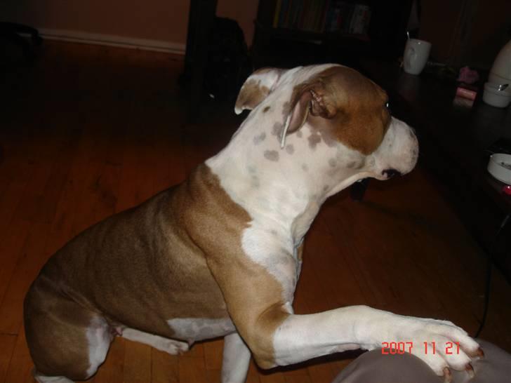 Amerikansk staffordshire terrier Kida(Desværre bortkommet) - Hvis jeg vender hovedet væk kan I slet ikke se jeg tigger - vel??? billede 5