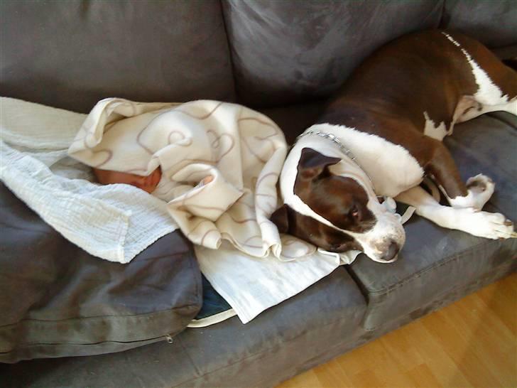 Amerikansk staffordshire terrier Kida(Desværre bortkommet) - Kærestens hund, Rizla, putter med Jamie. ( Jamie 3 uger) billede 6