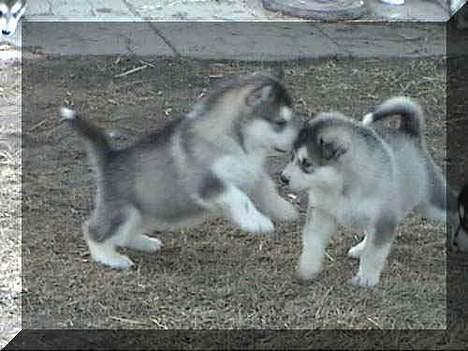 Alaskan malamute Aisha - Aisha hos Nathalie i Canada billede 5