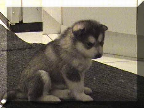 Alaskan malamute Aisha - Aisha hos Nathalie i Canada billede 7