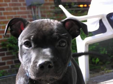 Staffordshire bull terrier Chico billede 6