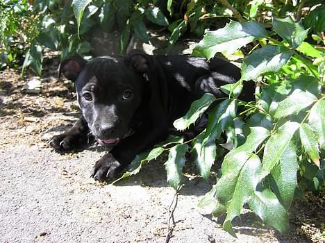 Staffordshire bull terrier Chico - Er det måske ikke ok, at jeg har brug for lidt fred og skygge?? billede 7