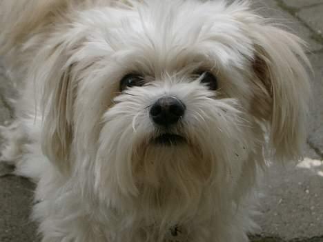 Blanding af racer Samson - Mig selv billede 1