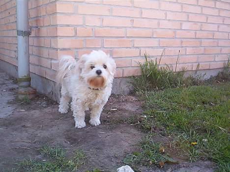 Blanding af racer Samson billede 2