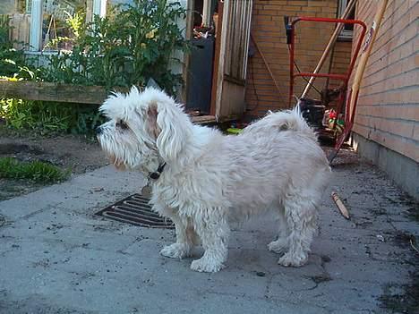 Blanding af racer Samson - Min pæne profil billede 3