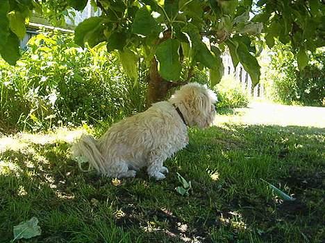 Blanding af racer Samson - En dejlig eftermiddag i skyggen.. billede 4