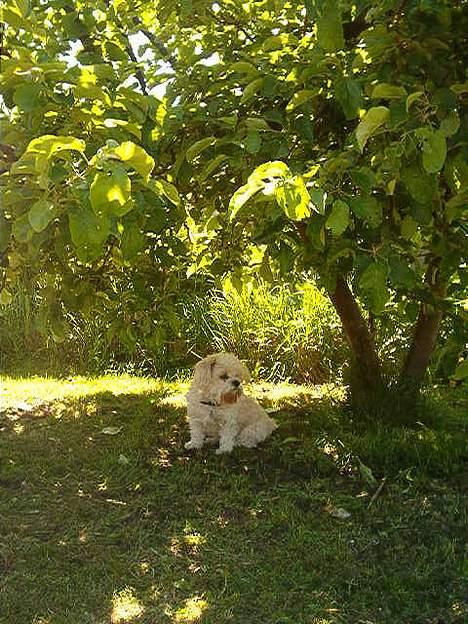 Blanding af racer Samson billede 5