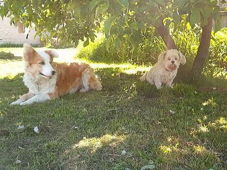 Blanding af racer Samson - Mig og min lillesøster Sif billede 6