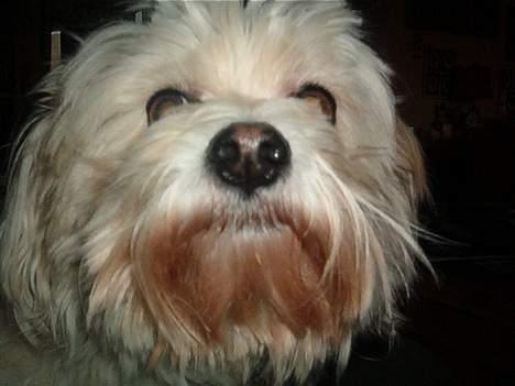 Blanding af racer Samson - Hvem? mig? Jeg spiser jo lige billede 7