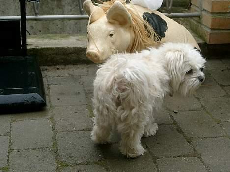 Blanding af racer Samson - Er det dig eller mig der bliver kaldt en gris billede 8