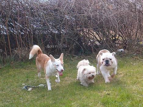 Blanding af racer Samson - Fenja, jeg og min plagsomme nevø Alfred billede 9