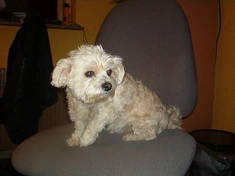 Blanding af racer Samson billede 10