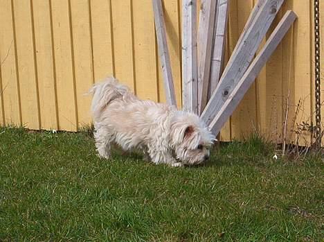 Blanding af racer Samson billede 11