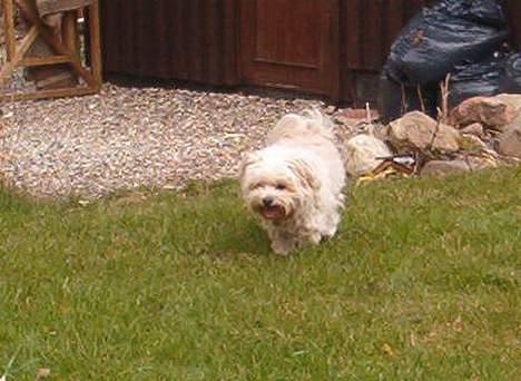 Blanding af racer Samson - Ja ja, jeg er på vej... billede 12