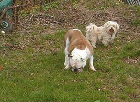 Blanding af racer Samson - Mændene på herretur billede 13