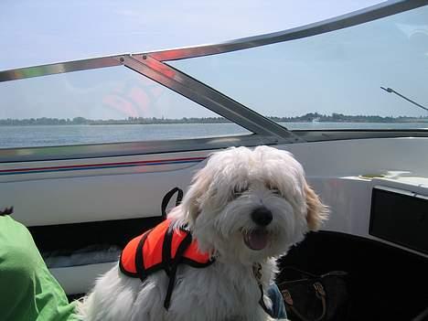 Coton de tulear Ludvig  - Ludvigs første sejltur gik alletiders...  billede 13