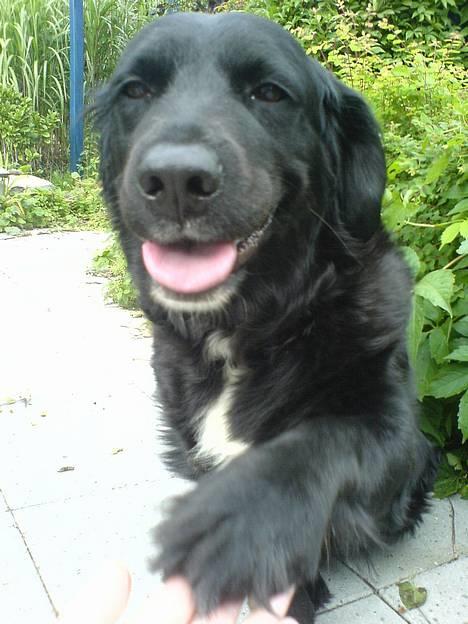 Labrador retriever Line - line miin hund elsker diig os for altid  tøsen<33 miin spring tøs<33  billede 1