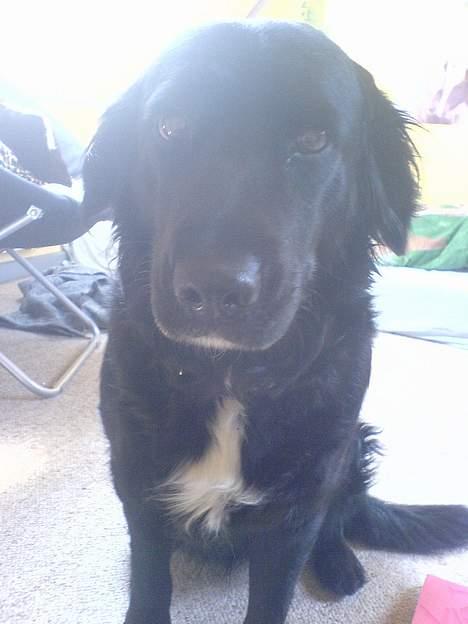 Labrador retriever Line - miin tøs elsker diig miin springer billede 2