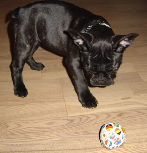 Fransk bulldog freja billede 7