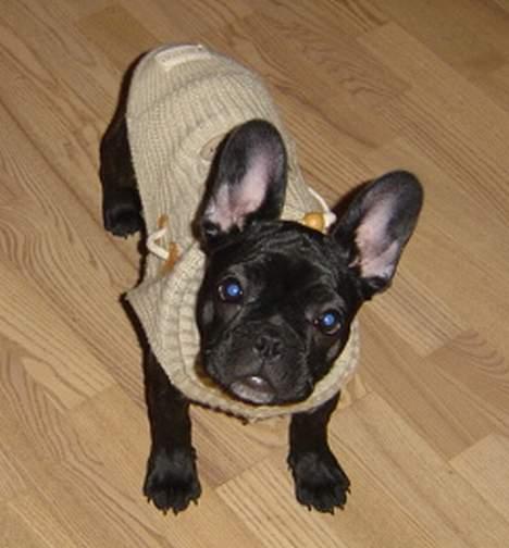 Fransk bulldog freja billede 8