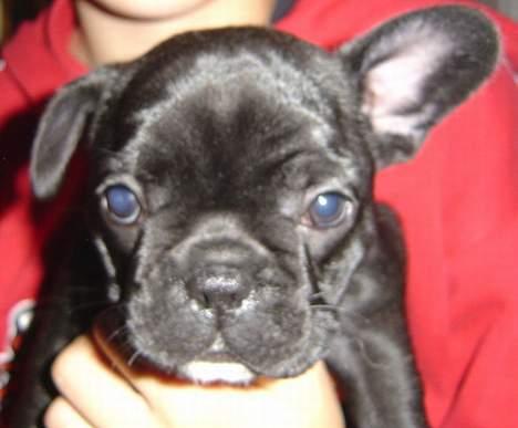 Fransk bulldog freja billede 9