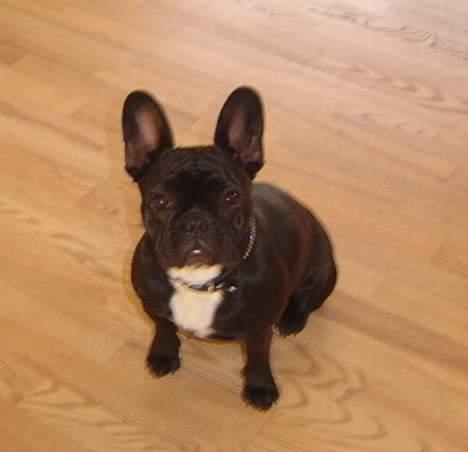 Fransk bulldog freja billede 10